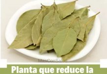 Estas hojas son capaces de acelerar la producción de insulina, mejorar la salud de los riñones y cuidar el páncreas.