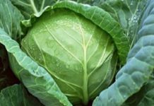 Por fin, santo remedio a sus 62 años encontró este tratamiento casero para mejorar sus piernas, su cansancio y su pesadez de piernas.