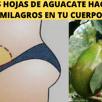 Hojas de Aguacate