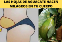 Aguacate