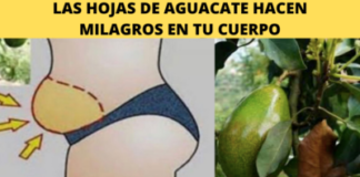Aguacate