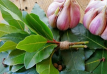 Por esta razon es que debes colocar una rama de laurel bajo tu cama.