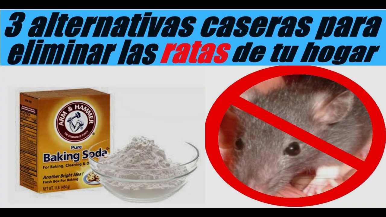 Con esta receta los ratones van a desaparecer de tu casa y no tendras ...