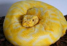 Esto parece una serpiente al principio, pero cuando se mira más de cerca…